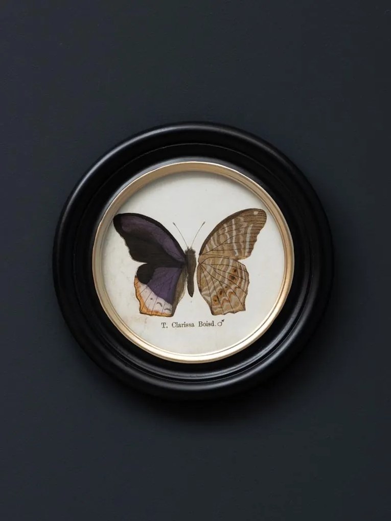 Set 4 tablouri cu fluturi, cu rama din lemn de pin, Butterfly