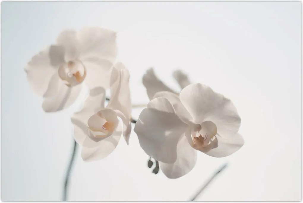 Tablou cu orhidee albă (90x60 cm)