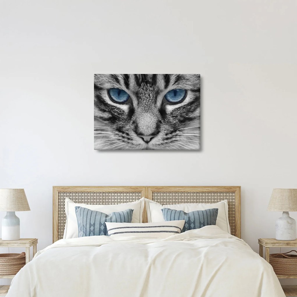 Tablou cu pisica (70x50 cm)