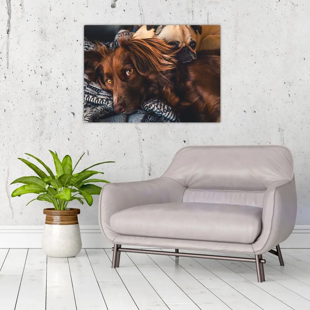 Tablou cu câini dormind (70x50 cm)
