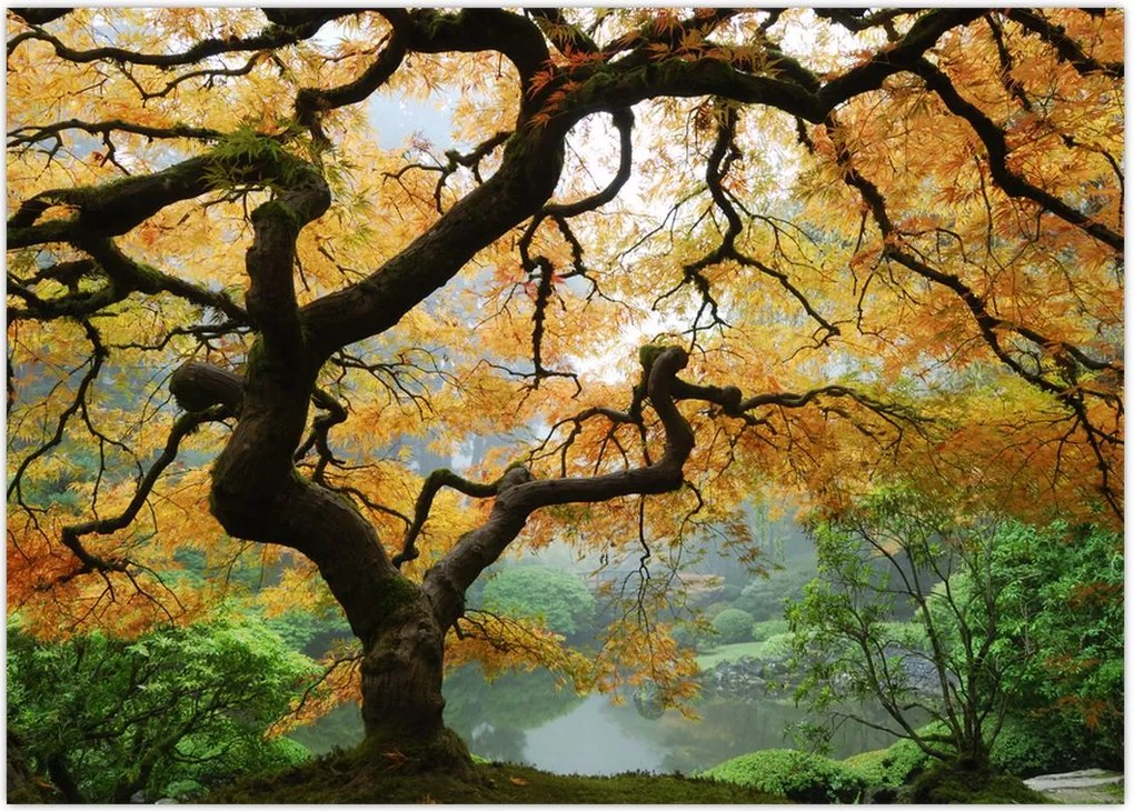 Tablou - Arțarul japonez galben, Portland, Oregon (70x50 cm)