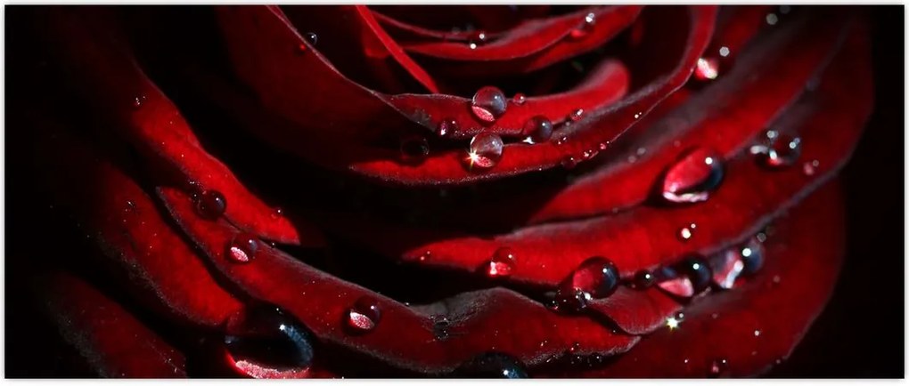 Tablou - Trandafir (120x50 cm)