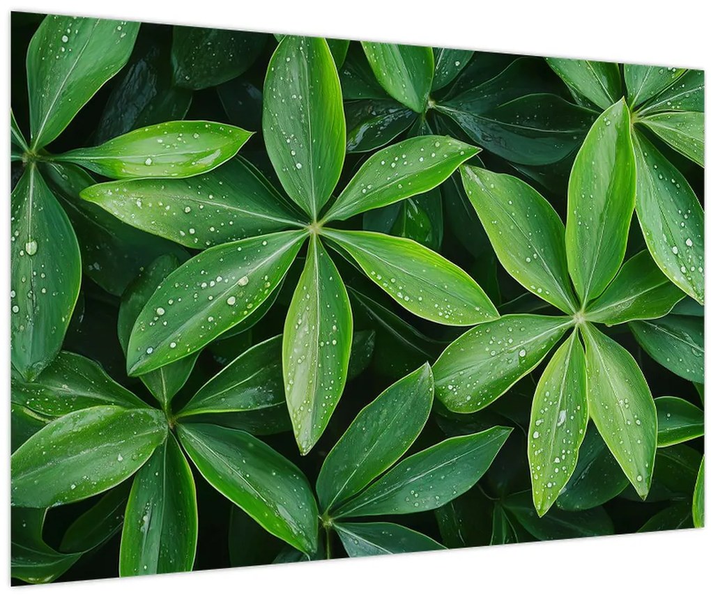 Tablou - Frunze cu picături de rouă (90x60 cm)