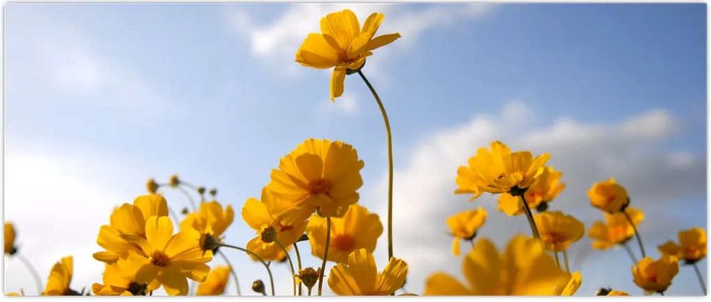 Tablou - Câmp cu flori galben deschis (120x50 cm)