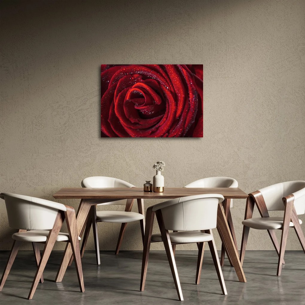 Tablou - Trandafir roșu cu picături de rouă (70x50 cm)
