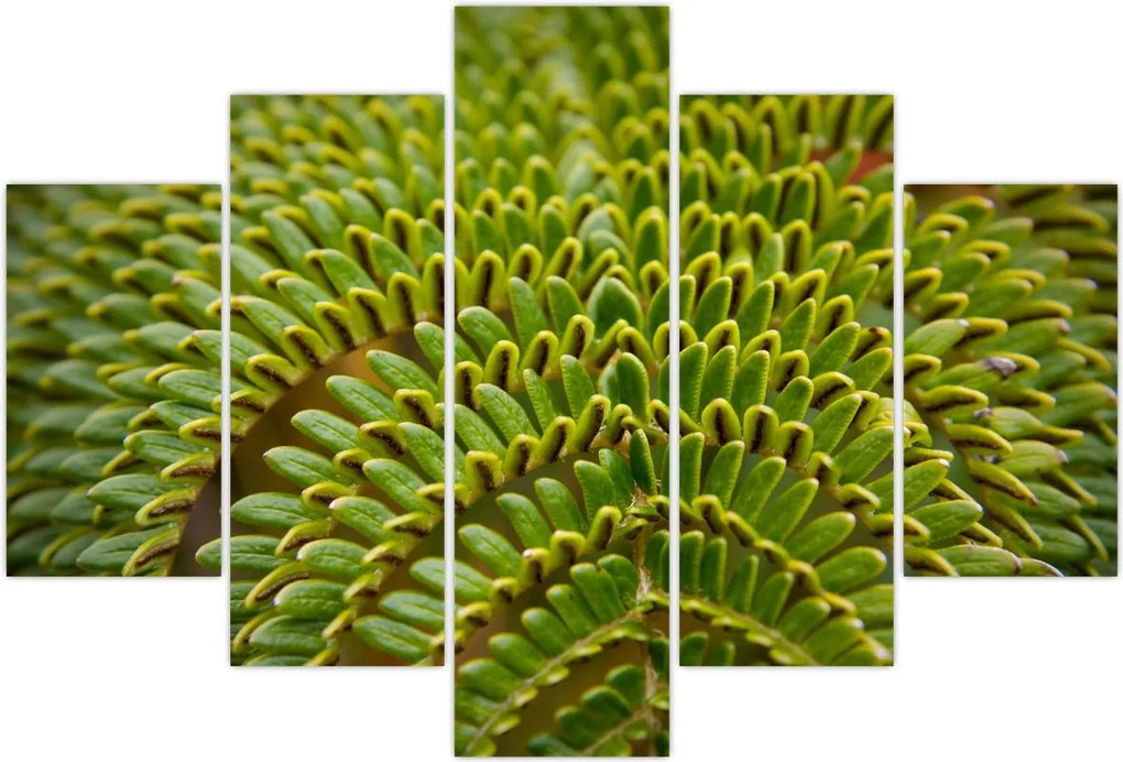 Tablou - Fern (150x105 cm)