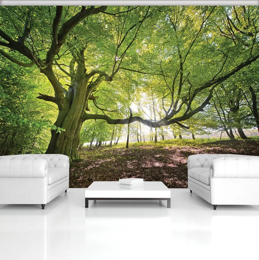 Fototapet - Copac (152,5x104 cm)