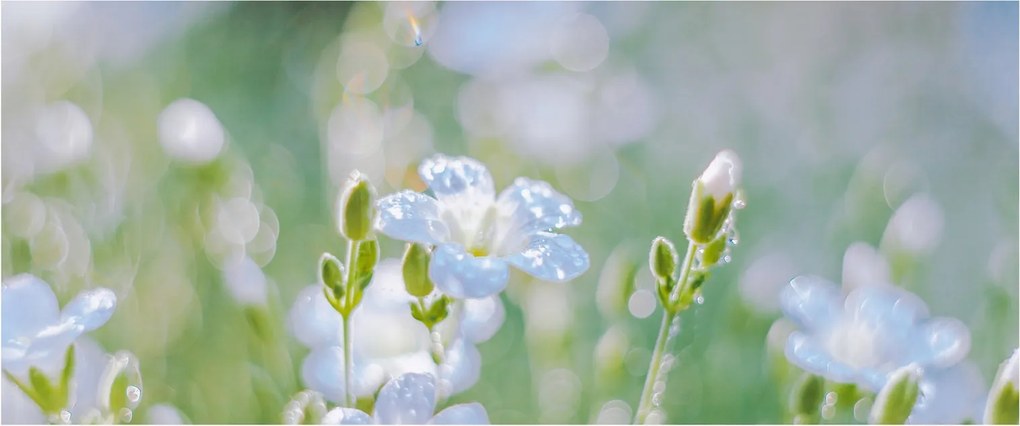 Tablou - Flori delicate (120x50 cm)