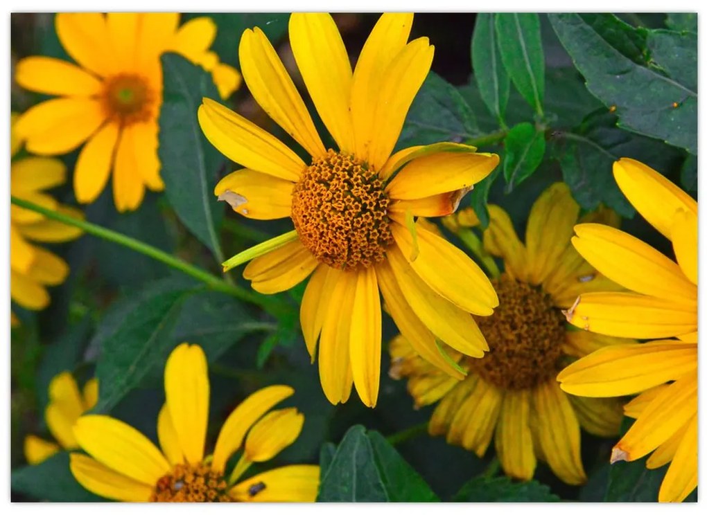 Tablou cu flori galbene (70x50 cm)