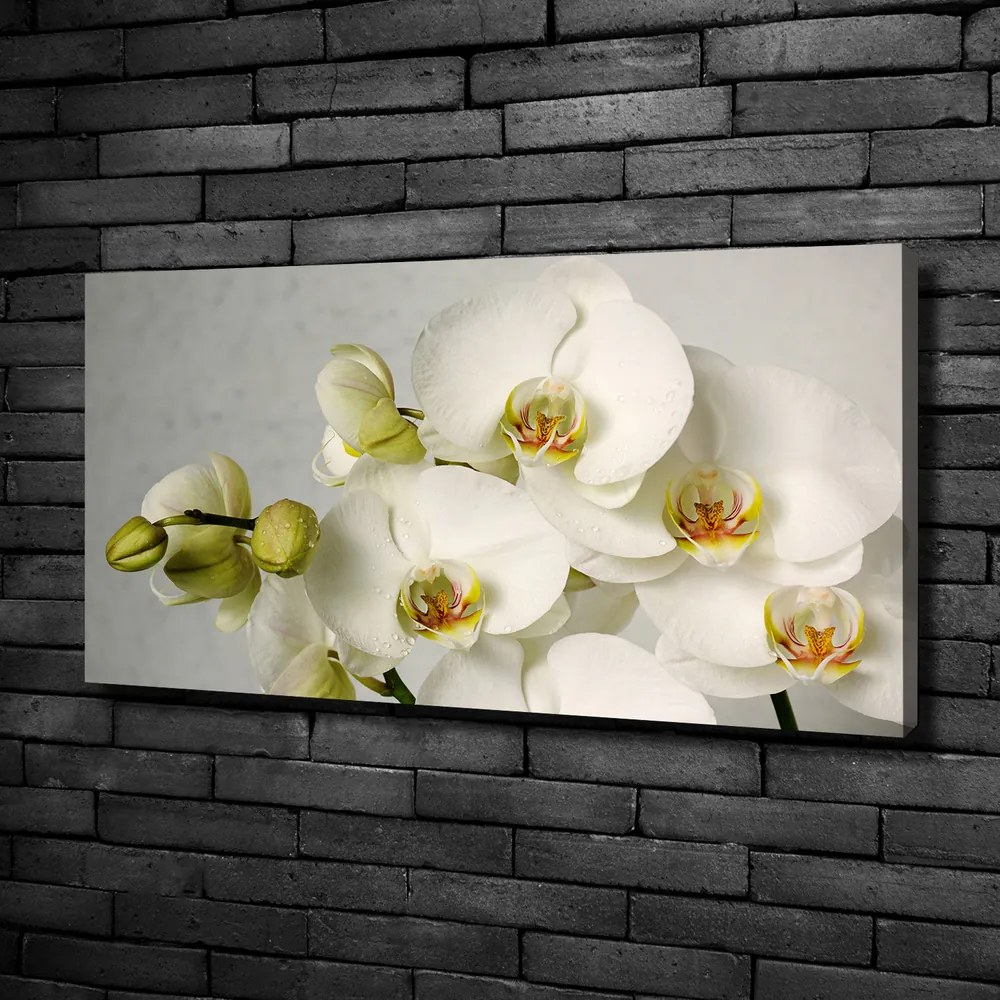 Print pe canvas Alb orhidee