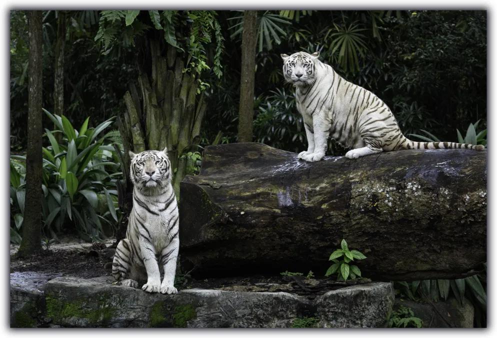 Tablou modern  pe panou - white bengal tigers