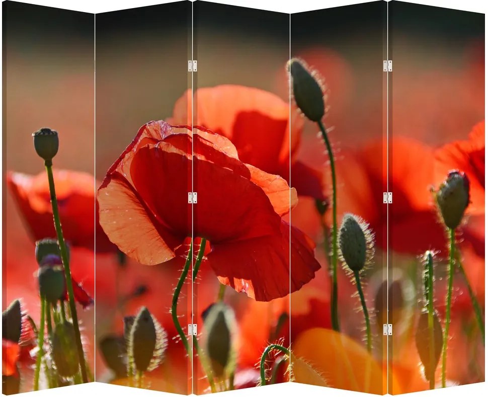 Paravan - Flori de maci (210x170 cm)