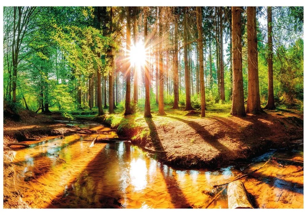 Fototapet pădure ca din basm