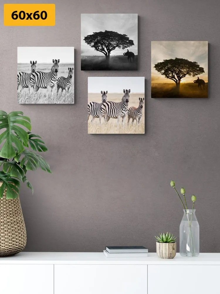 Set tablouri animale trăitoare în Savannah