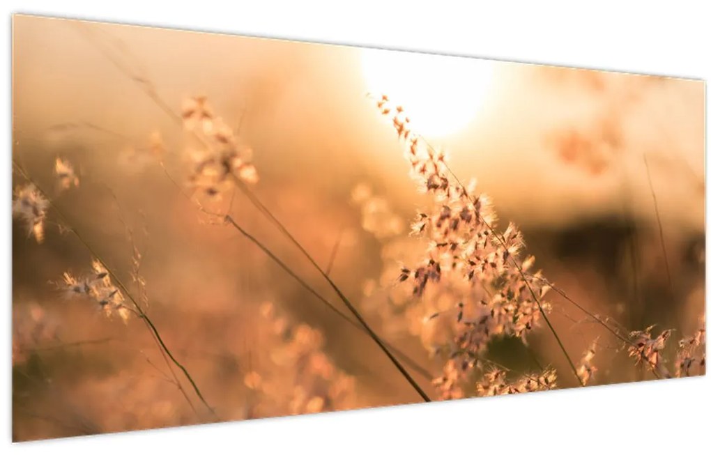 Tablou - Iarbă la soare (120x50 cm)