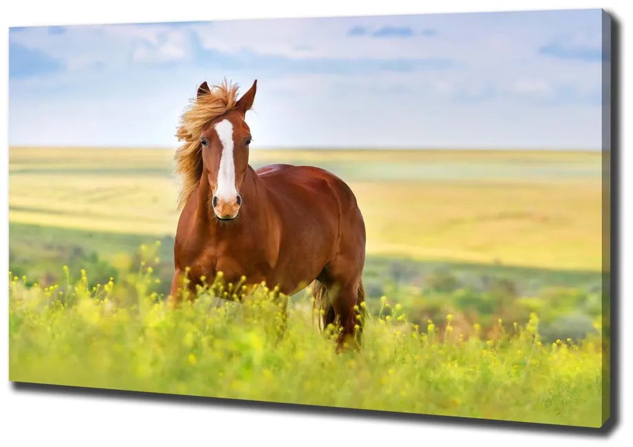 Print pe canvas Cal maro