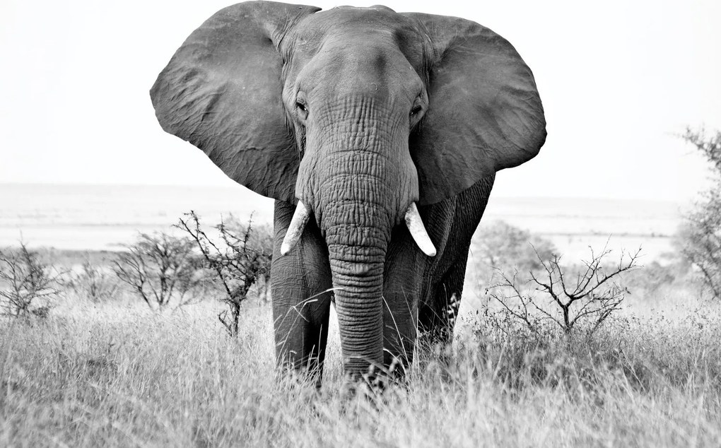 Fototapet - Elefant african (147x102 cm)
