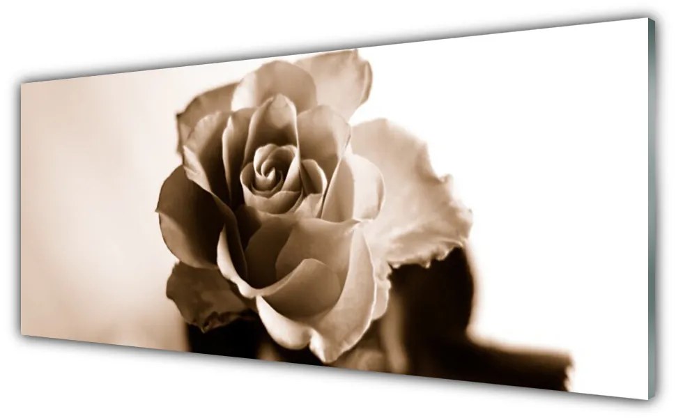 Tablouri acrilice Rose Floral Sepia