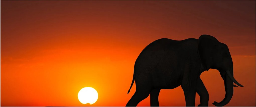 Tablou cu elefant în apus de soare (120x50 cm)