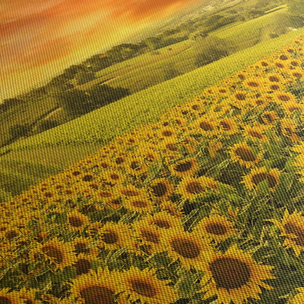 Tablou - Câmp de floarea-soarelui (90x60 cm)