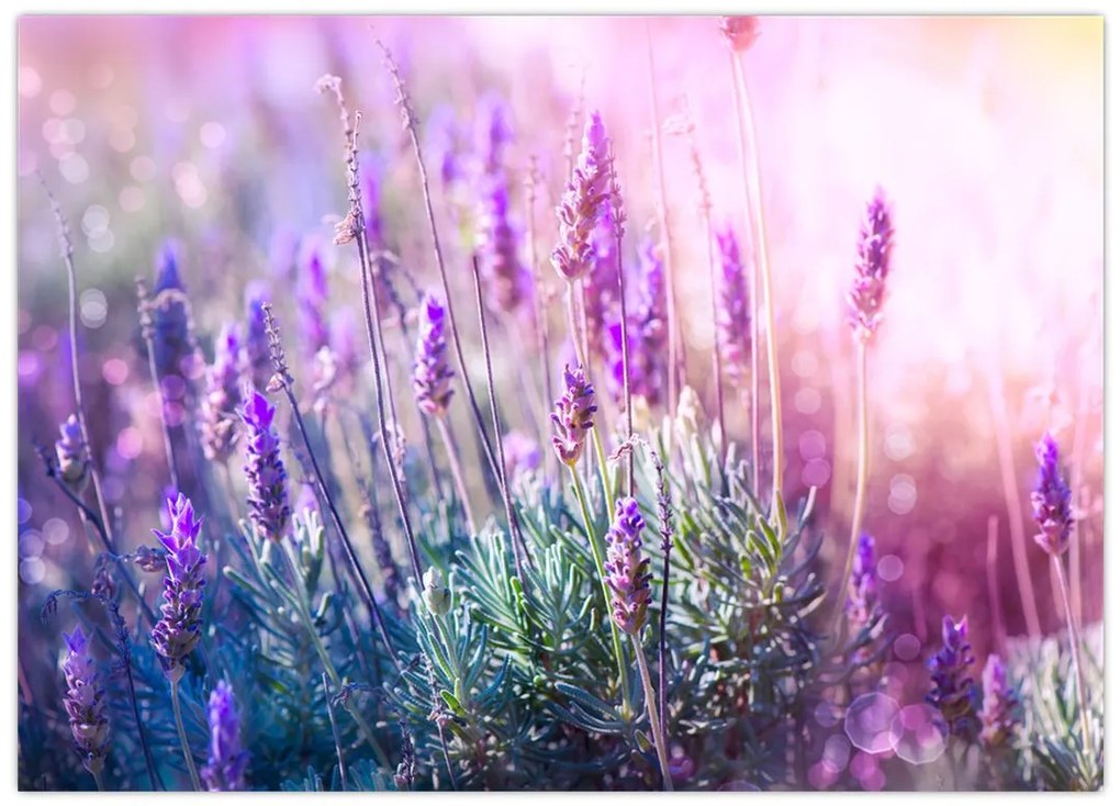 Tablou pe sticlă - Lavandă în strălucirea soarelui (70x50 cm)