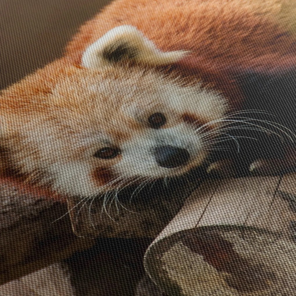 Tablou cu panda roșie (120x50 cm)