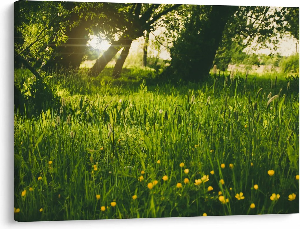 Tablou cu natura - lunca (70x50 cm)