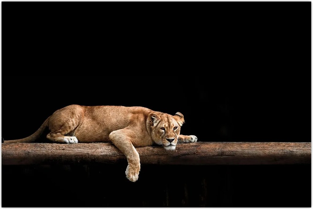 Tablou - Lioness (90x60 cm)