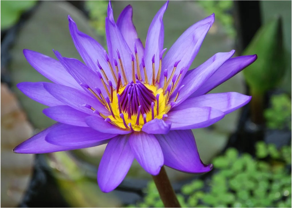 Tablou - Floare violet (70x50 cm)