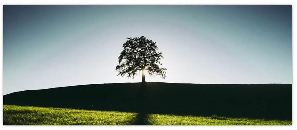 Tablou cu natura - copac (120x50 cm)