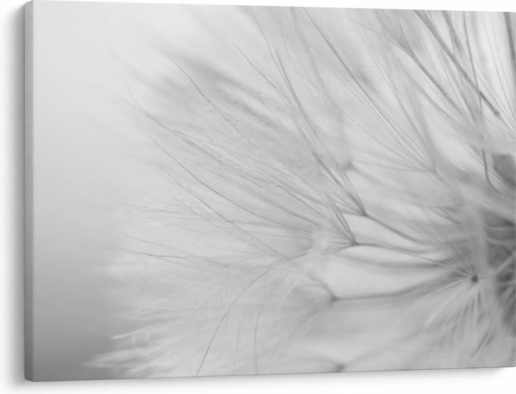 Tablou - Dandelion (70x50 cm)