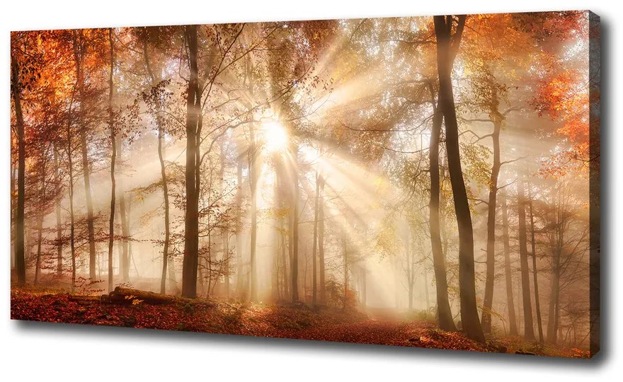 Print pe canvas Ceață în toamna anului pădure