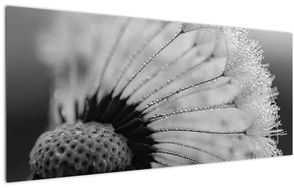 Tablou cu păpădie - albnegru (120x50 cm)