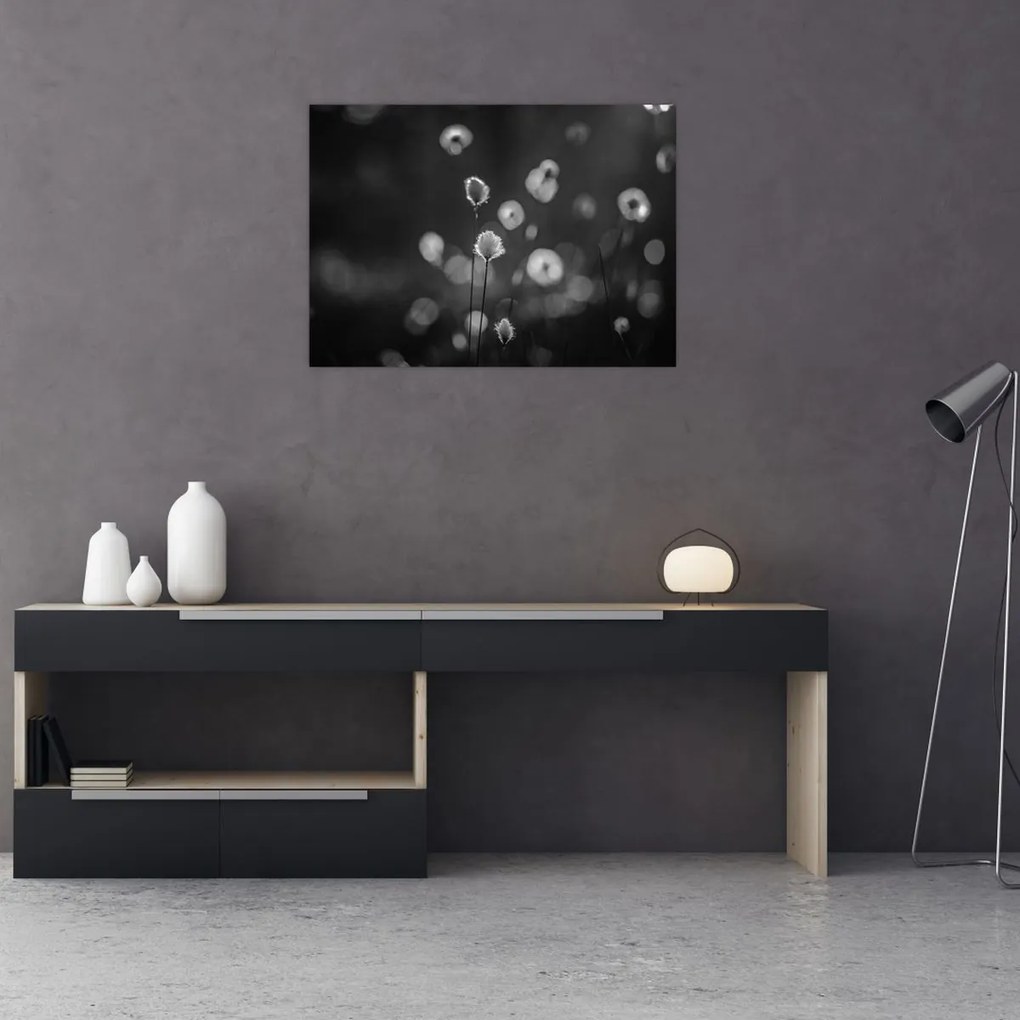 Tablou pe sticlă - Iarba de bumbac în pajiște (70x50 cm)