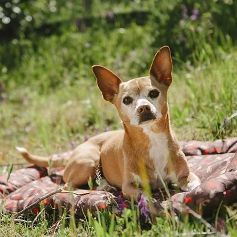 Pat de călătorie maro pentru câini 50x75 cm Outdoor Chill Pad Mocha M – P.L.A.Y.