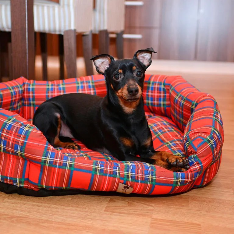 Culcuş pentru câine SCOTTY mărime M - 65 x 50 cm