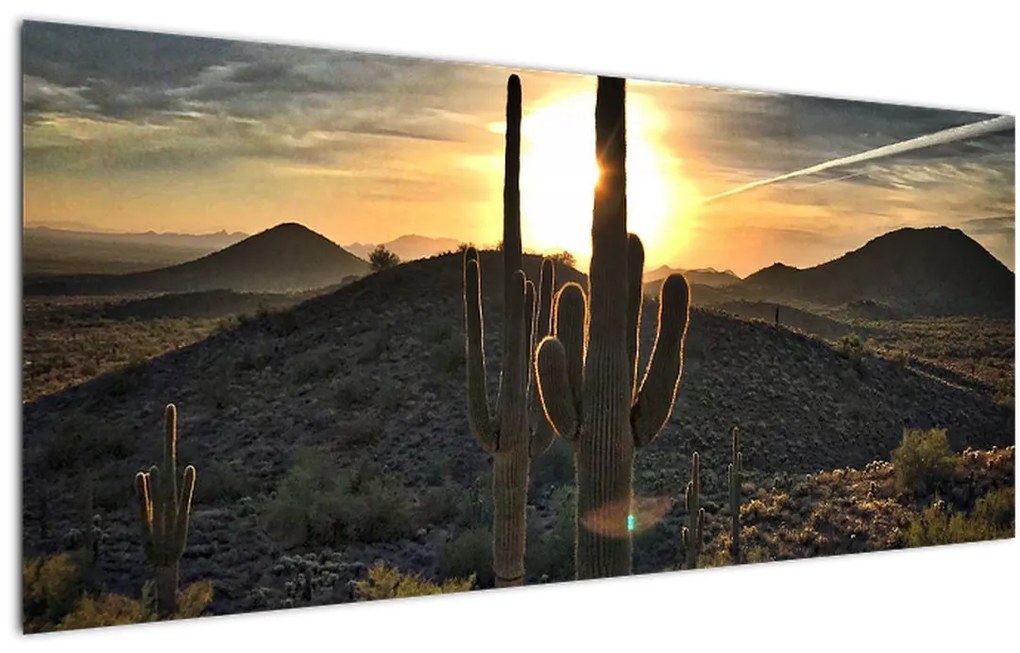 Tablou - cactușii la soare (120x50 cm)