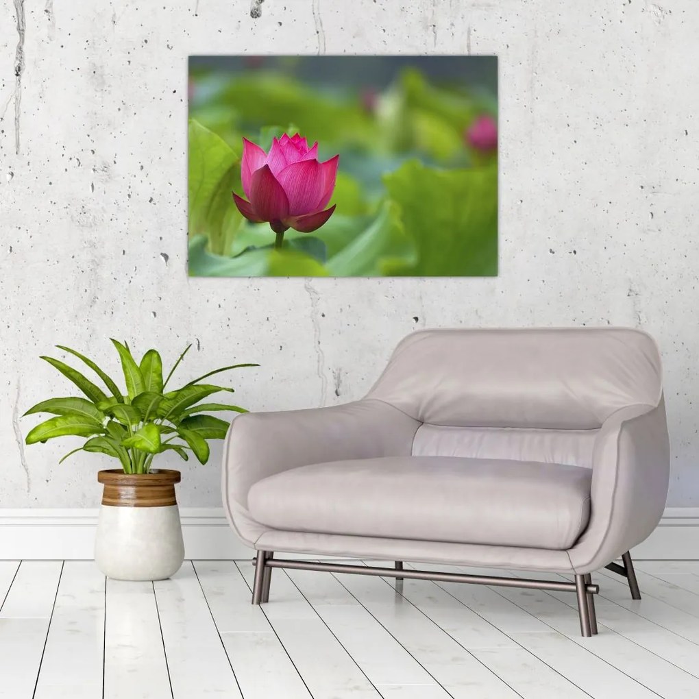 Tablou pe sticlă - floare de apă (70x50 cm)
