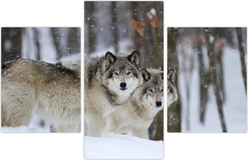 Tablou - Lupii în timpul iernii (90x60 cm)