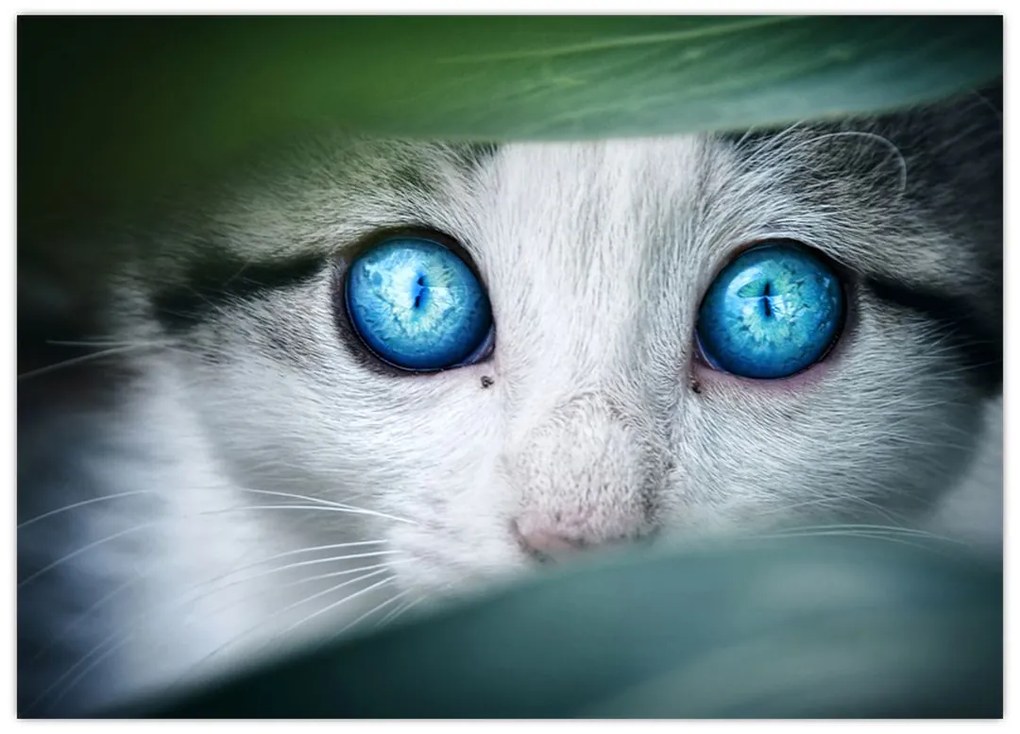 Tablou cu pisica (70x50 cm)