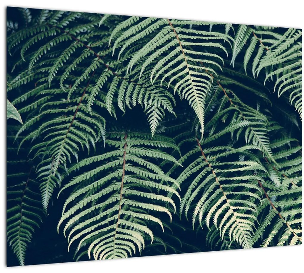Tablou pe sticlă cu frunze de ferigă (70x50 cm)