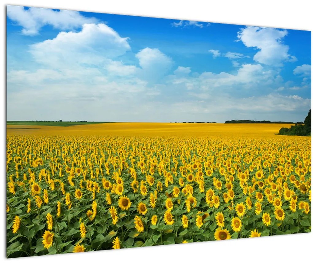 Tablou - câmp cu floarea soarelui (90x60 cm)