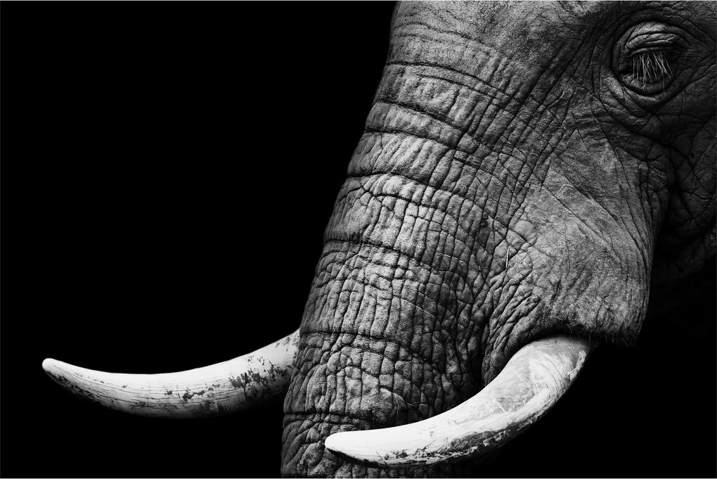 Tablou - Colți de elefant (90x60 cm)
