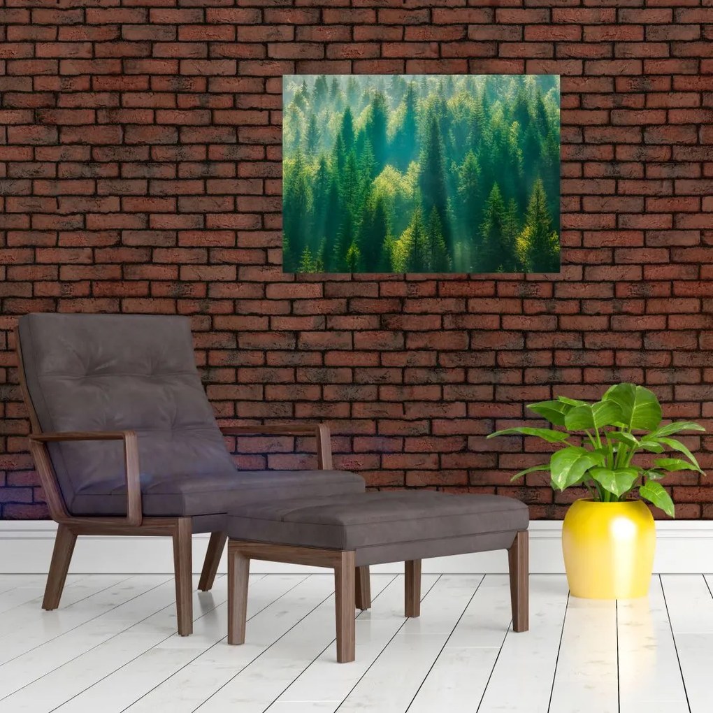 Tablou pe sticlă - Pădurea de brazi (70x50 cm)