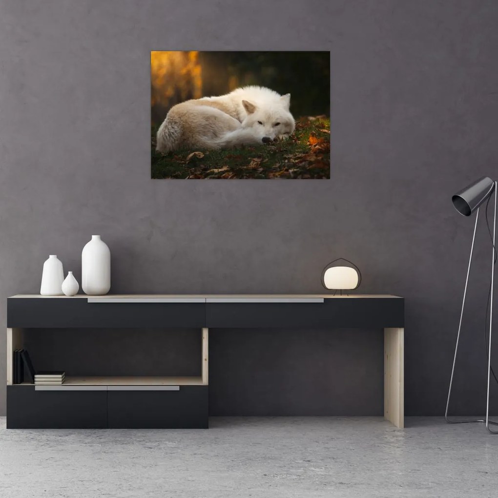 Tablou pe sticlă - Lupul care se odihnește (70x50 cm)