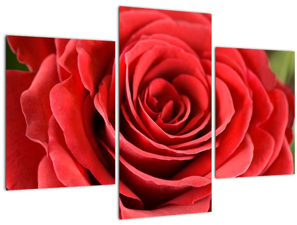 Tablou - Flori de trandafir (90x60 cm)