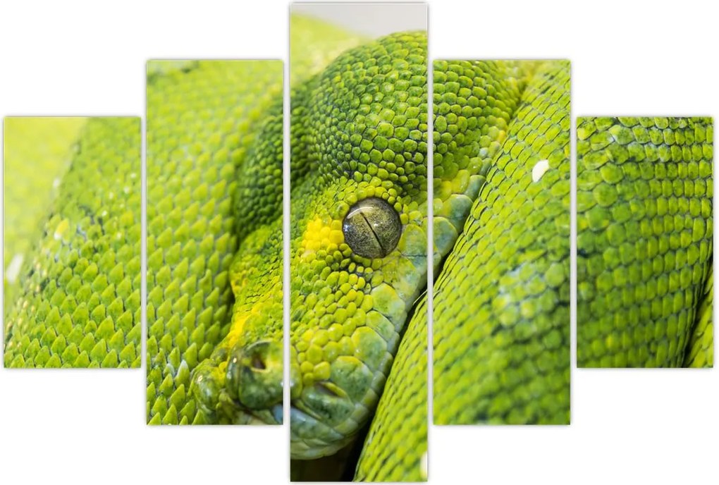 Tablou cu șarpe (150x105 cm)