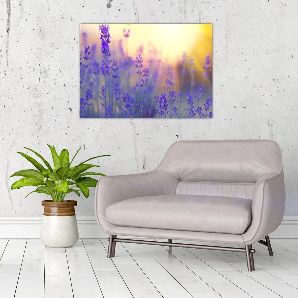 Tablou - Levănțică (70x50 cm)