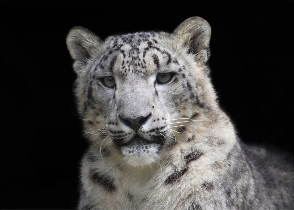 Tablou - Snow Leopard (70x50 cm)