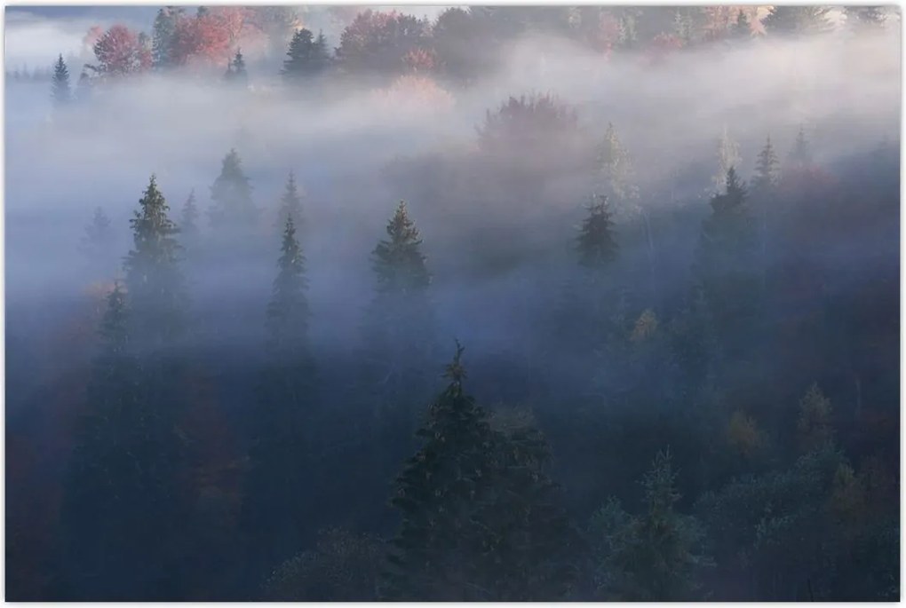 Tablou - Pădure în ceță, Carpați, Ucraina (90x60 cm)
